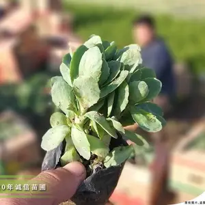 �������߾���100����,�˱�����200����,�쾰��100����