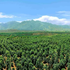 广州种植绿化批发价 大岗美琳花木场供应