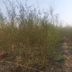 陕西宝鸡二乔苗木榆树苗批发基地上车价格,2米高榆树苗基地,榆树小苗产地报价