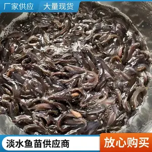 塘鲺鱼苗 塘鲺水花苗 源头育苗场供货 可配套基础养殖技术指导