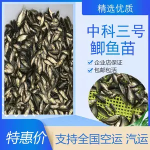 湖北咸宁价格鲫鱼苗生长 红鲫鱼苗 中科三号鲫鱼