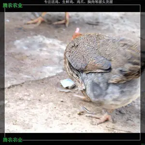 �ӻ�����������ũ�������ʼ�����Զ��Ƽ�