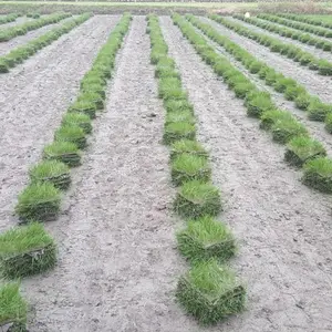 优质混播草坪 四季常青长势均匀 公园庭院铺装 场地绿化铺建实用绿植