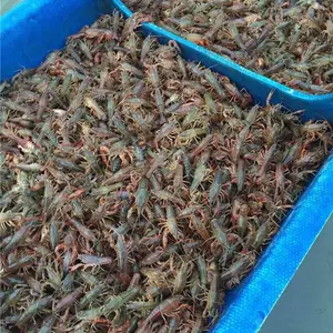 巴中小龙虾批发市场价格全国包邮-湖北小龙虾批发-哪里有小龙虾批发