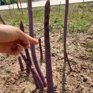 «���ڴ�������԰�����趼������ֲ���ó���Ӫ��������ʡ��