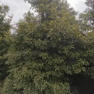 出售小叶子桢楠树苗产地 可供应重庆桢楠 福建桢楠 湖南桢楠等等