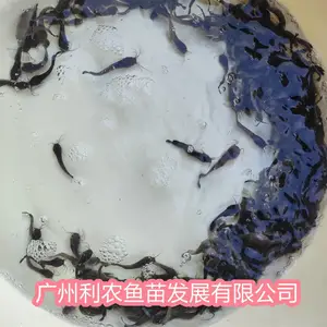 杂交三黄本地塘鲺鱼苗 皇妃一代 优良品种土鲶苗 包邮包活