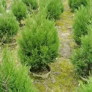 塔柏种植基地直供 高50-150公分塔柏价格 四季常绿 塔柏工程绿化苗木批发 量大从优