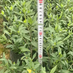 基地批发栀子花工程苗 海栀子杯苗批发价格 海栀子产地 四季常绿