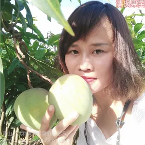 攀枝花芒果苗批发四川芒果杯苗