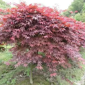 15公分红枫***格-红枫-邳州老兵银杏苗(查看)