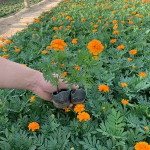 山东春泥园艺 景观用孔雀草小苗怎么卖