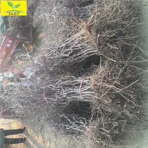 ���ҹ�Ӧ�޷������� ��ʪ�ʼ� �����ǿ 1����������������