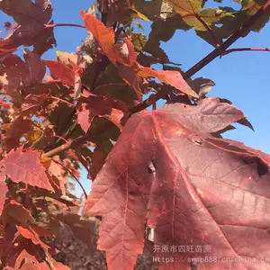 东北耐寒美国红枫秋火焰大树 小苗优惠