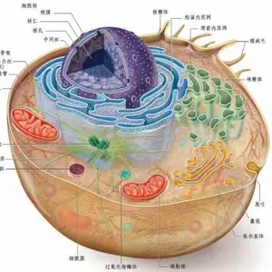 Trans PCR酶 PCR Enzyme 基因改造 高活性筛选表达 亲和 离子交换层析