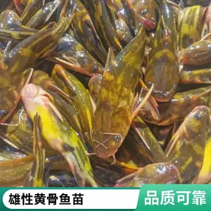 黄辣丁苗基地 存活率高 黄骨鱼 坏苗包赔 鲲腾。