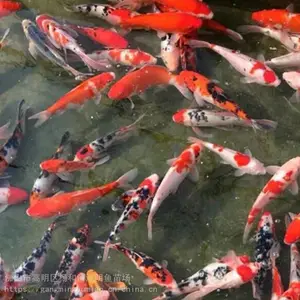 ��ҵ���ʻ��ձ���׽�������_����ˮ������������繩Ӧ��-ɫ�ʰ��