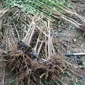 蜂糖李子树苗,蜂糖李子树苗基地,蜂糖李子树苗品种***