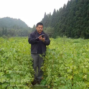 两年生落叶银杏苗_利川市信都庭荫树银杏苗_绿化工程银杏苗现货