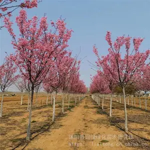 �㽭5����ӣ���۸�5����ӣ�����糧��