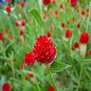 福建厦门花草种子公司-批发零售-花海种子(千日红景观花籽)