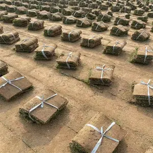 出售山体护坡草皮 滨 州草坪 包衣红三叶 种子 灯心草