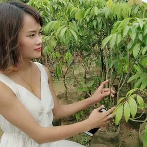 沙河桂味荔枝苗批发 当年结果四季种植高平供应 嫁接果树苗