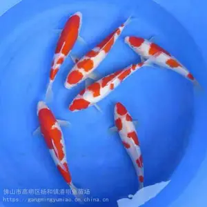 ������Ӧ�ձ������������_�����ش��***�ʹ�������_����ˮ����������