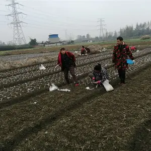 云南青脆李苗、青脆李苗品种