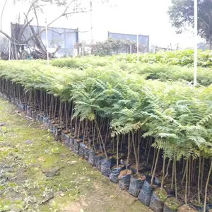 蓝花楹 规格齐全 庭院景区观赏性风景树 园林绿化造景行道树