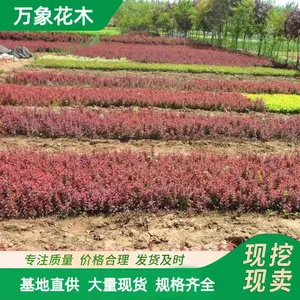 ��ҶС���� �������ɫ��ľ��ҶС�޸��ֹ�� �Ż�