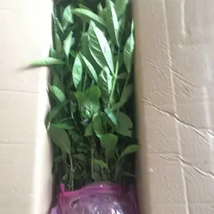 ��Ҷ���� ĵ������ ����Ƽ����ٹ�·�̻��õ�����***�� ����Ǯһ��