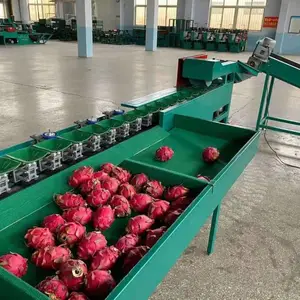 多功能橘子选果机 重量选果秤量误差小