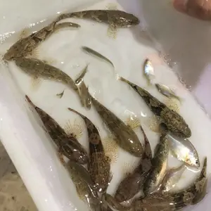 �ʻ�������� ��ˮ��ֳ�����ư߼��������緢�������ٲ���