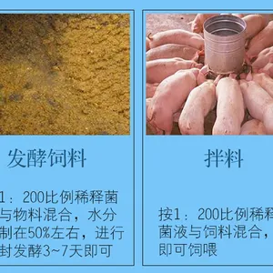 石狮市豆渣发酵剂选养殖菌种