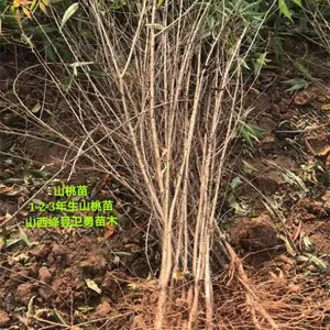 甘肃山桃苗产地批发 1-2年山桃苗规格齐全 0.5-1公分山桃苗价格