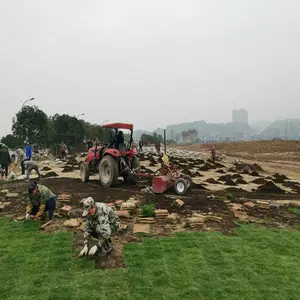 内江腐殖土 草炭土 营养土 轻质土 低盐EC值稳定