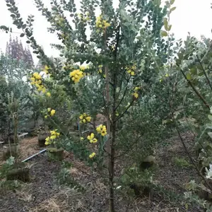 ��Ҷ�ϻ������� �ϻ������������ۻ��� ��Ҷ�ϻ�������