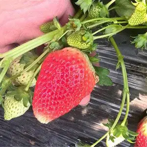 ���ղ�ݮ���������