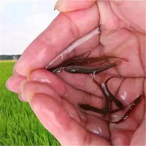 �ɳ����ڶ̴����� ������������ �������緱ֳ***
