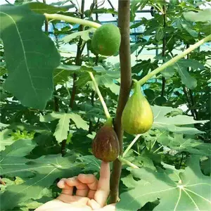 无花果好种吗_山东无花果苗批发