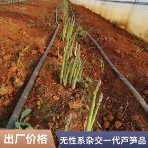 鑫航育 6 号芦笋种子 北京顺义基地直发 无性系杂交一代量大价优京郊种