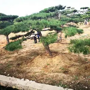 凯丰造型松批发