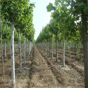 15���ַ�ͩ �ۺ���������� ˧�� ��Ѷ��Ϣ���� ��ͩ �Բ�����
