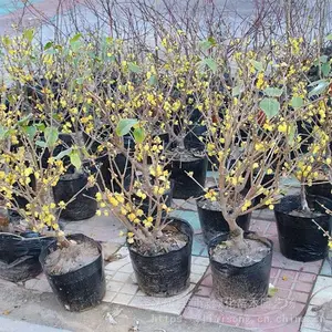 ��÷����2-3���Ӵ�����÷�������������