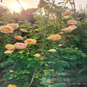 高陵红花爬藤月季-陕西西安苗木-爬墙月季本地苗