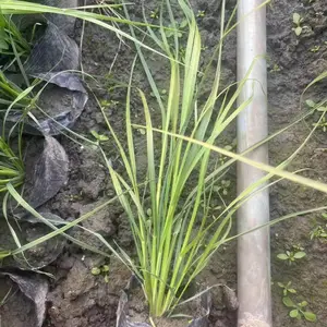 蒲苇基地批发 供应矮蒲苇小杯 和蒲苇大杯,高度80-120公分
