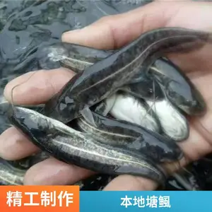 鲲腾 塘鲺苗 本地塘角鱼苗 滑鱼 全国包邮 量大实惠