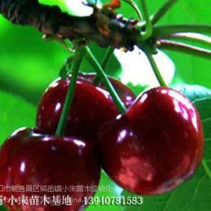 ����һ��ӣ���� ��ӣ������