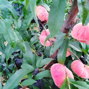��Ʒ��ë����� ë�������Ʒ�� ��Ӧ��������ֲ ��ũ��ľ